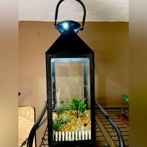 Black lantern with lights and succulents